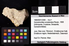 Foto (Objket + Etiketten) von Goniodromites complanatus (Reuss, 1858) 